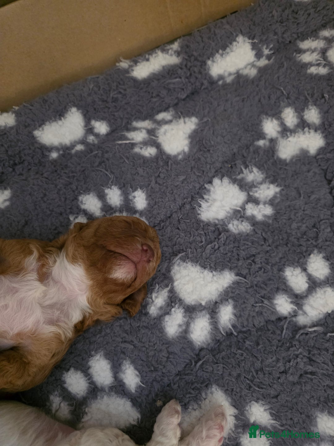 Cockapoo dogs for sale: 3 beautiful f1b cockapoo puppies  - Image 14
