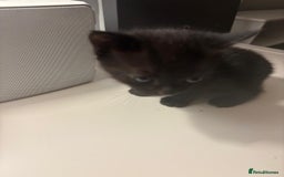 Mixed Breed cats for sale: Two females and one male.  - Image 2