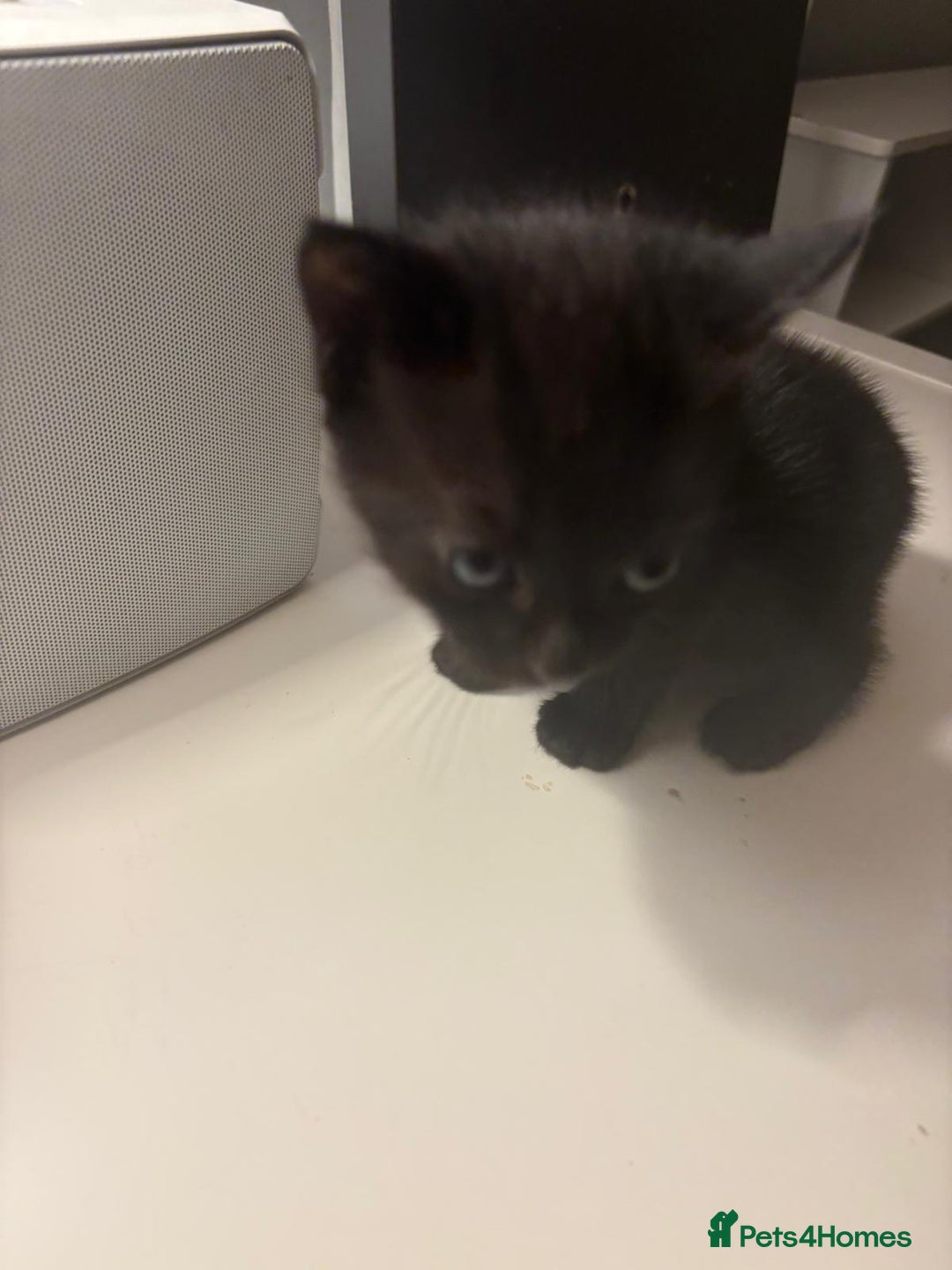 Mixed Breed cats for sale: Two females and one male.  - Image 2