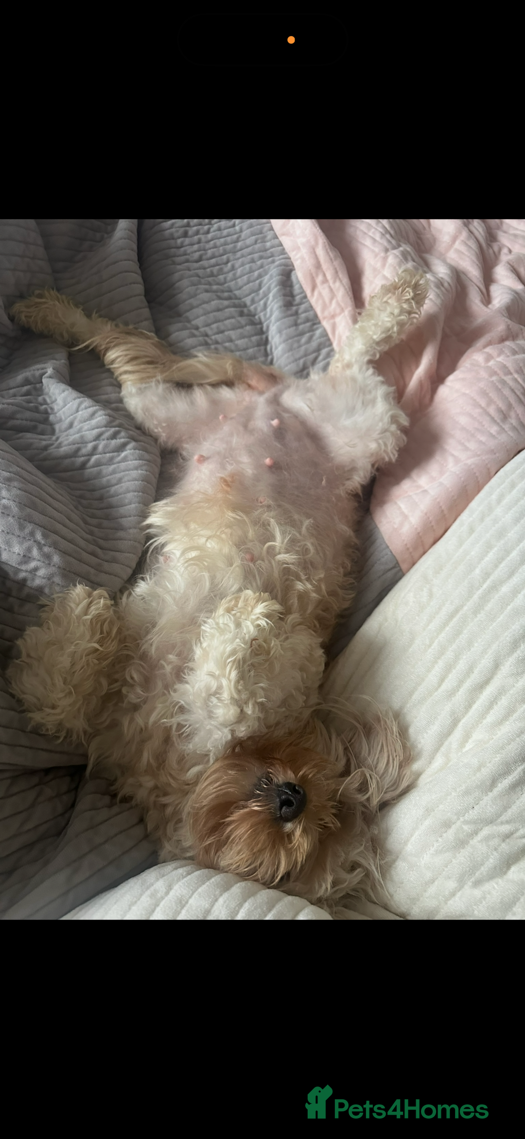 Cavapoo dogs for sale: 2 cavapoos needing to be rehomed together  - Advert 8
