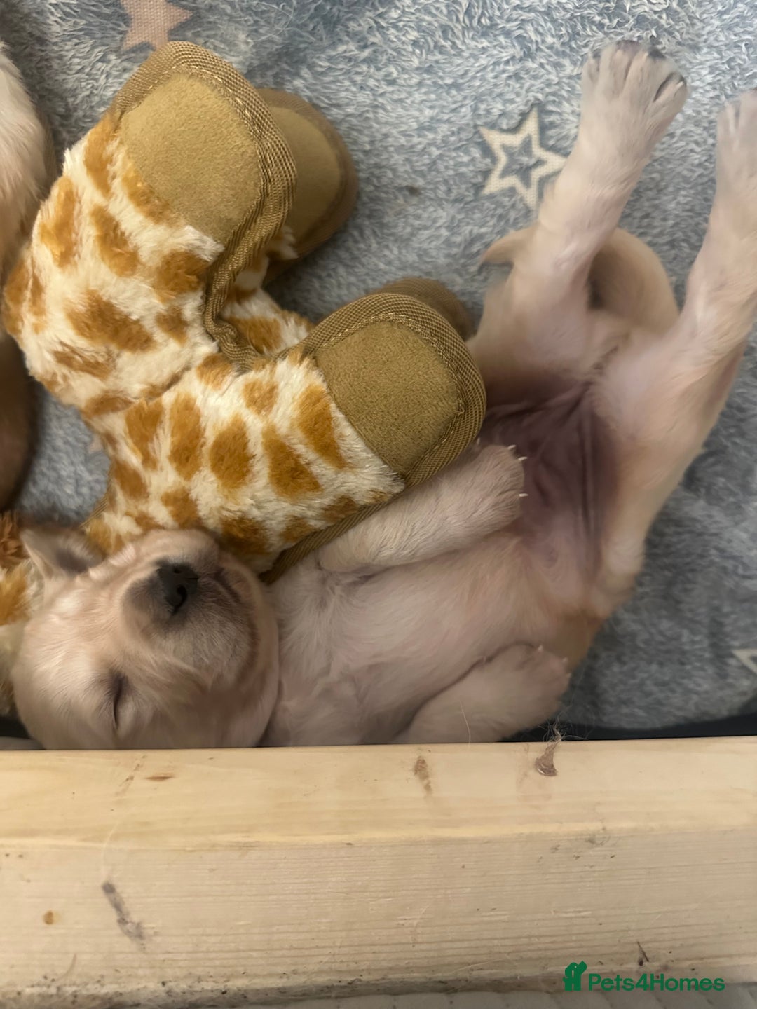 Golden Retriever dogs for sale: One girl left - Image 2