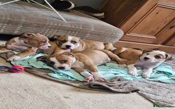 Mixed Breed dogs for sale: Gorgeous litter of puppies red fawn  - Image 1