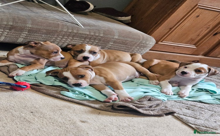 Mixed Breed dogs - Advert 1