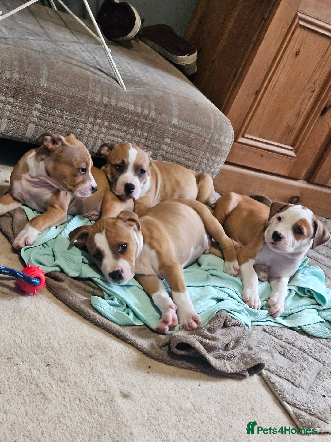 Mixed Breed dogs for sale: Gorgeous litter of puppies red fawn  - Image 1