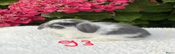 Mini Lop rabbits for sale: Pure bred mini lops baby rabbits . - Advert 16