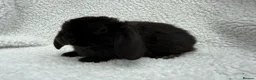 Mini Lop rabbits for sale: Last 2 plush lops available to reserve - Advert 7