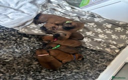 Chow Chow dogs for sale: 3 Stunning chow chow for sale  - Image 22
