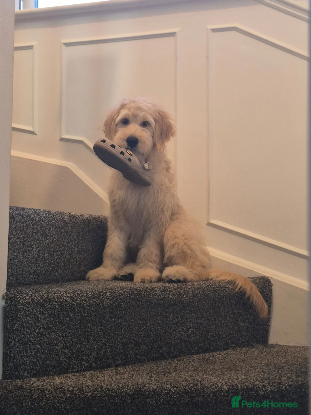 Goldendoodle dogs for sale: Goolden doodle  - Advert 1