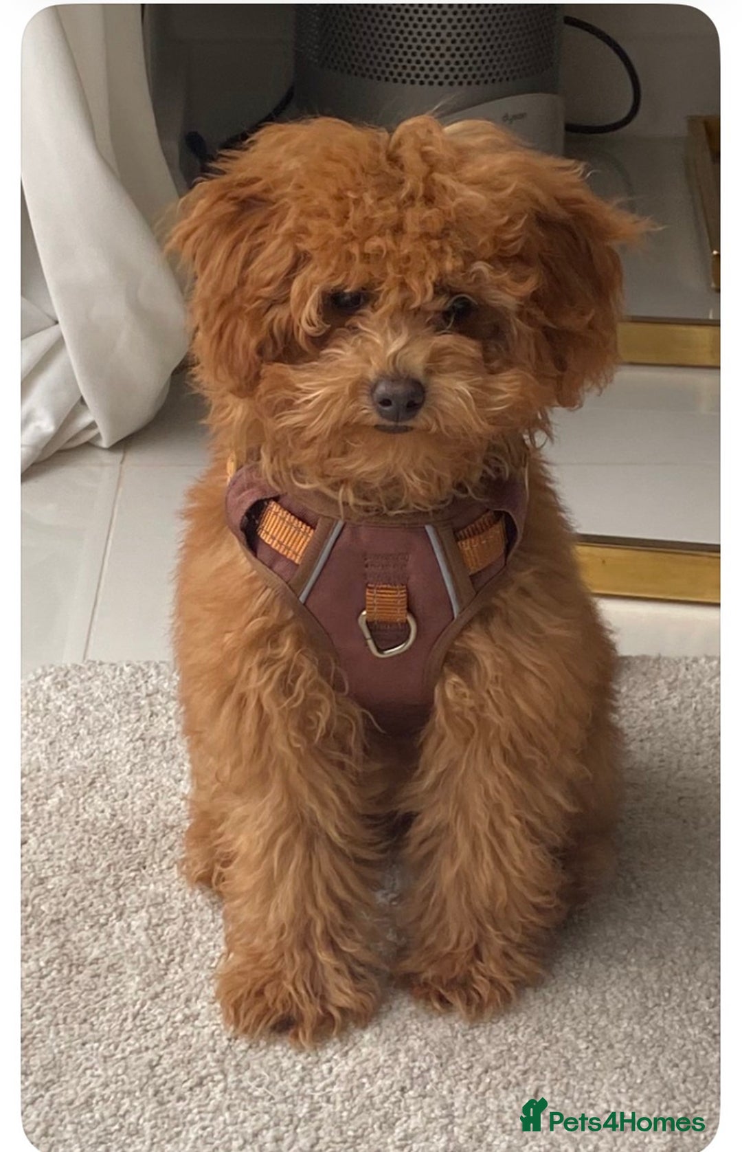 Cavapoo dogs for sale:  Beautiful Apricot Cavapoo– Loving, Well-Trained - Advert 5
