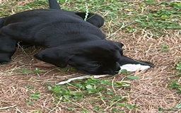 Labrador Retriever dogs for sale: labrador puppies health tested parents in Honiton - Image 10