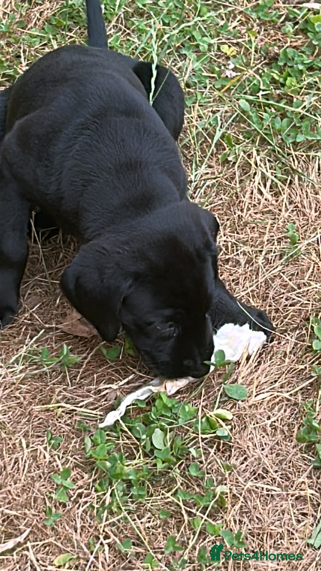 Labrador Retriever dogs for sale: labrador puppies health tested parents in Honiton - Image 10