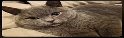 British Shorthair cats for sale: Blue British Shorthair Cat in Bolton - Advert 4