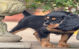 Cavapoo dogs for sale: Cavapoo rare black &tan health tested  - Image 16