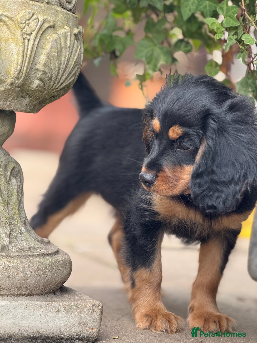 Cavapoo dogs for sale: Cavapoo rare black &tan health tested  - Image 16