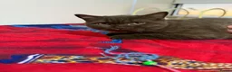 British Shorthair cats for sale: Rare Cinnamon Color British Shorthair Kittens - Advert 12