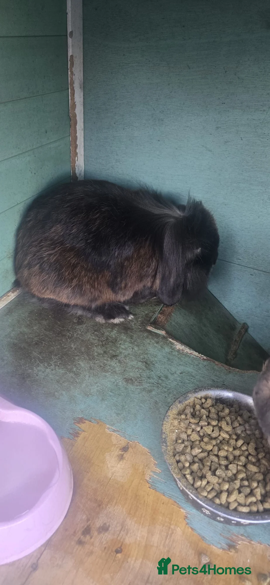 Lionhead rabbits for sale: Rabbits looking for good home  - Advert 2