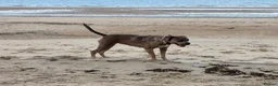 Cane Corso dogs for sale: Cane corso x in Norwich - Advert 13