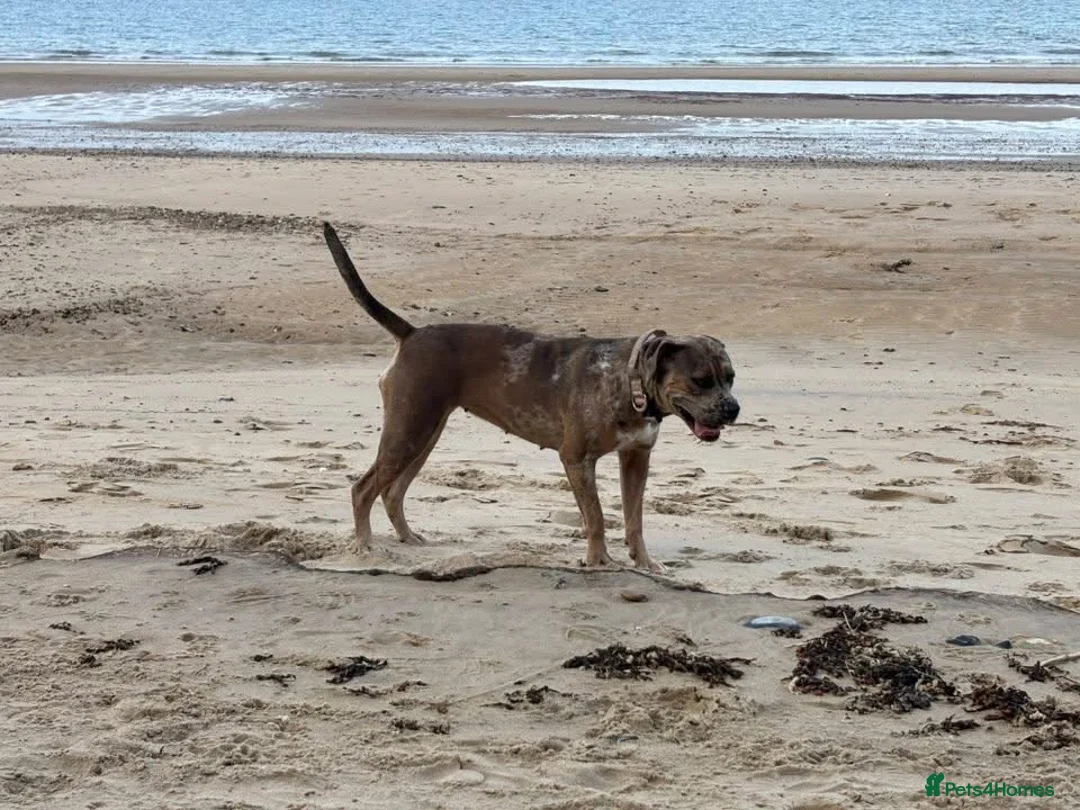 Cane Corso dogs for sale: Cane corso x in Norwich - Advert 13