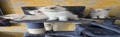 Ragdoll Kitten 2