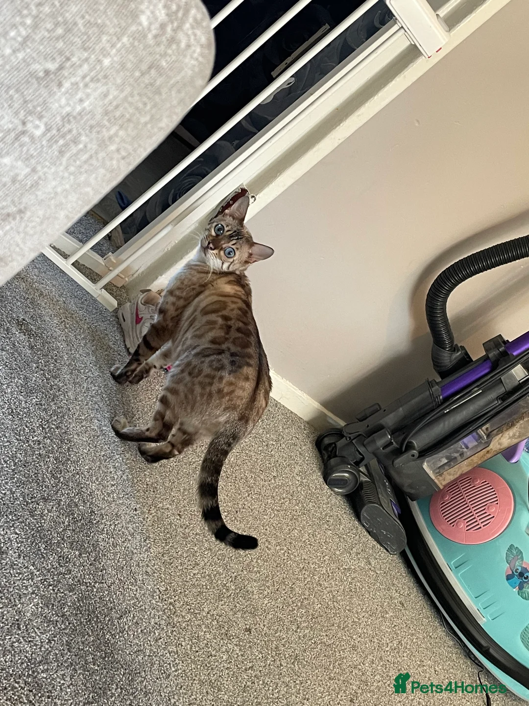 Bengal cats for sale: Beautiful snow lynx bengal kittens  - Advert 1