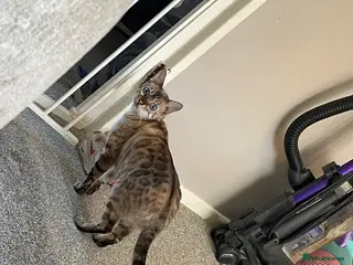 Bengal cats Beautiful snow lynx bengal kittens - Advert 1