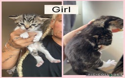Mixed Breed cats for sale: Beautifull kitten - Image 6