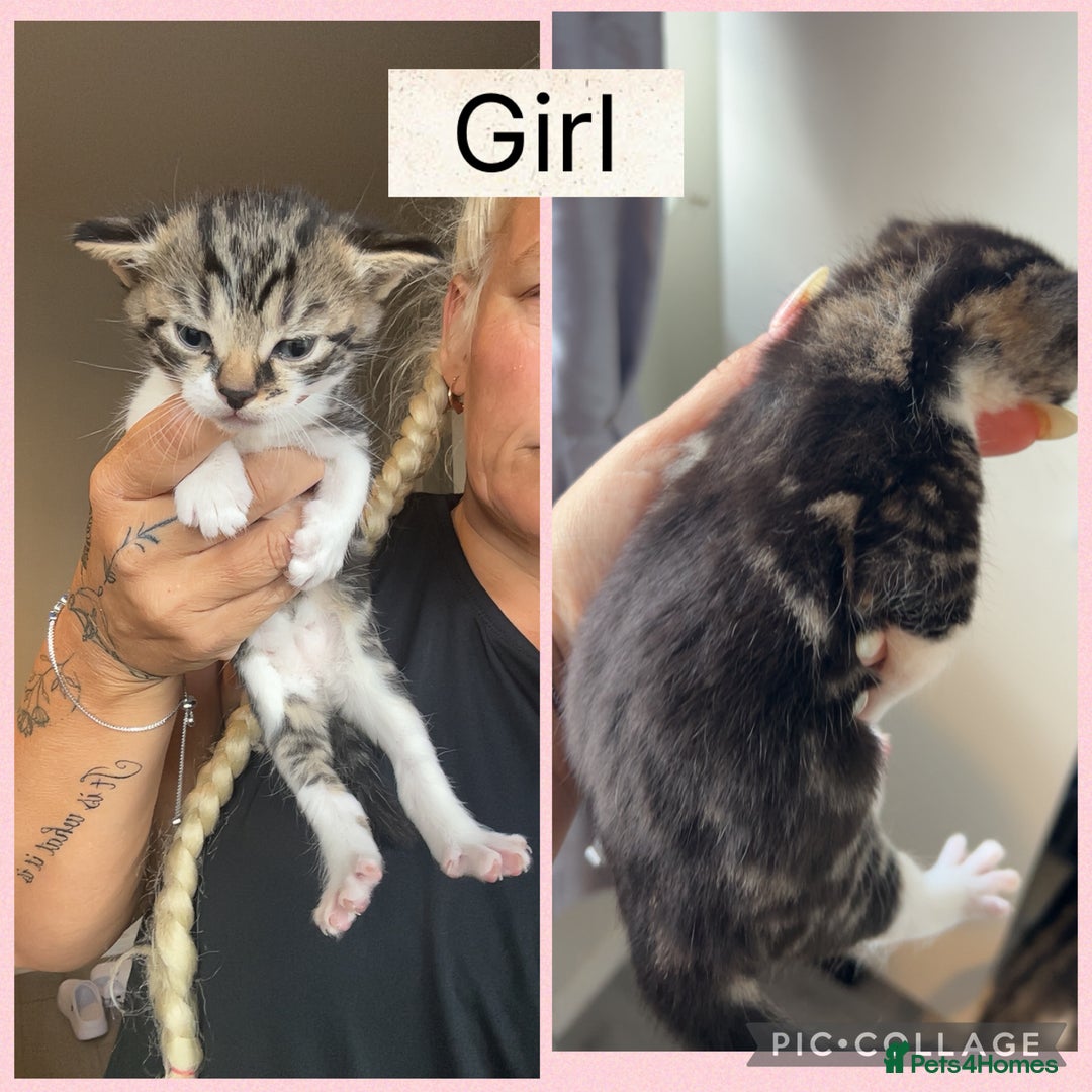 Mixed Breed cats for sale: Beautifull kitten - Image 6