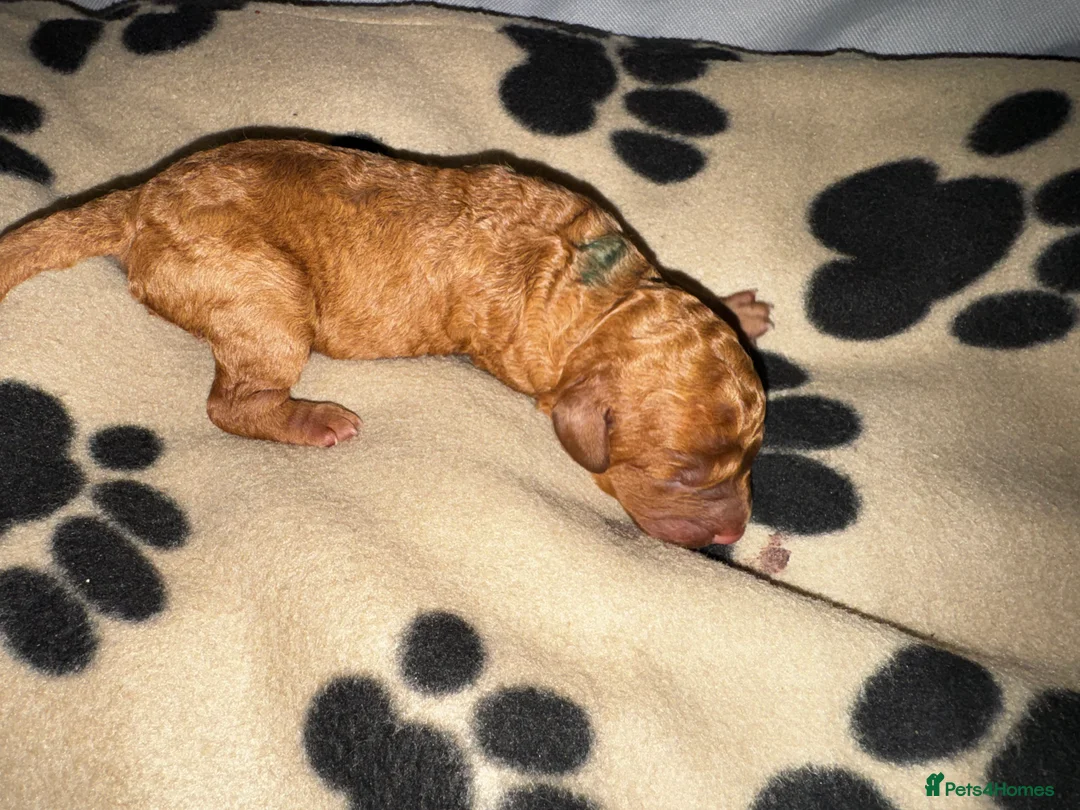 Cavapoo dogs for sale: Beautiful Red F1b Cavapoo pups-Ready September 🐾 in Havant - Advert 2