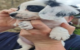 Cocker Spaniel dogs for sale: Gorgeous Cocker Pups - Image 14