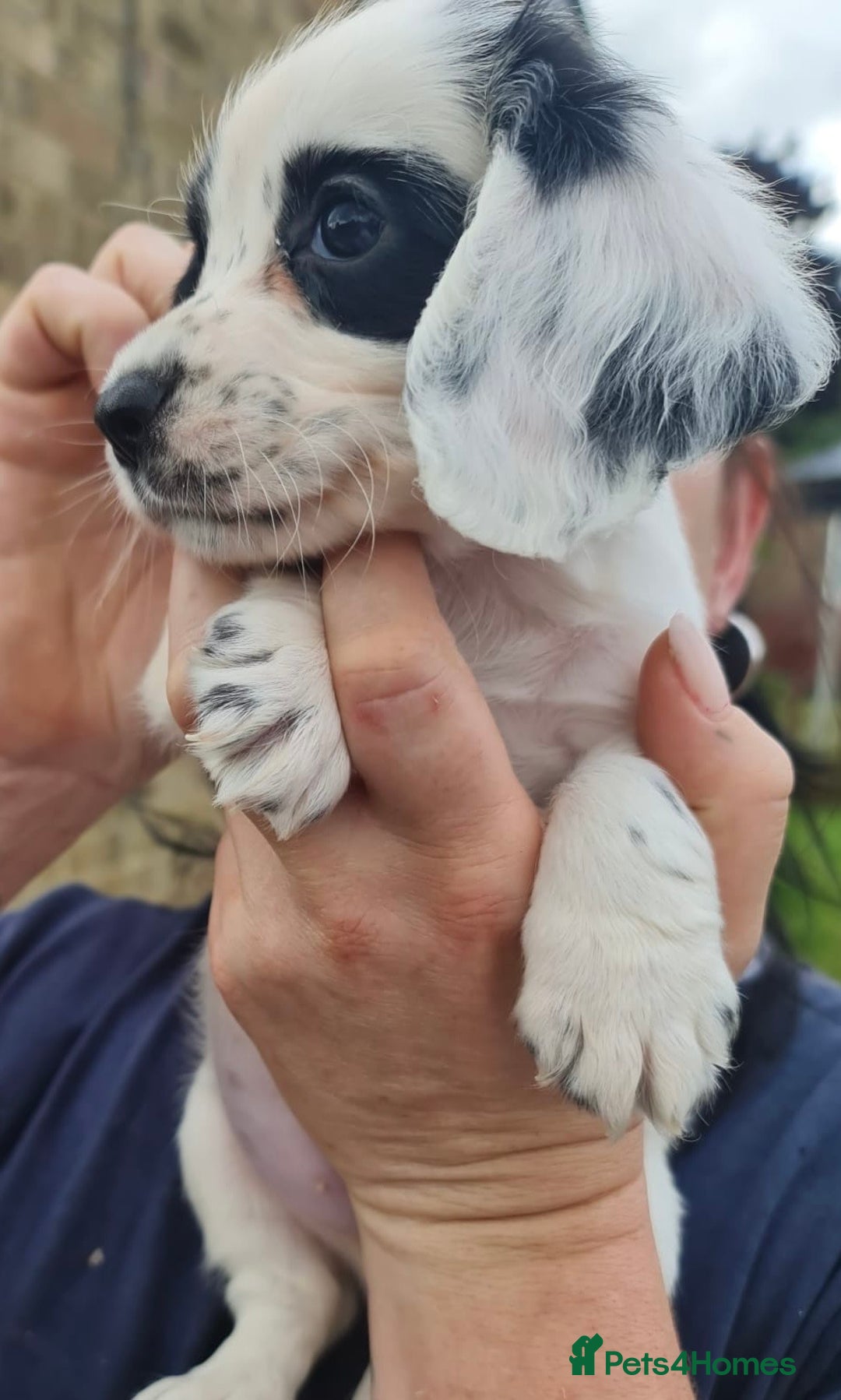 Cocker Spaniel dogs for sale: Gorgeous Cocker Pups - Image 14