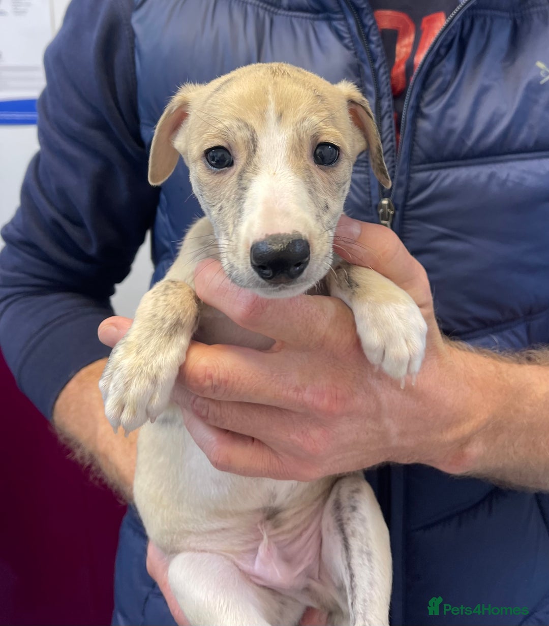 Whippet dogs for sale: AVAILABLE Kc reg healthy, sweet, gentle whippets - Advert 8