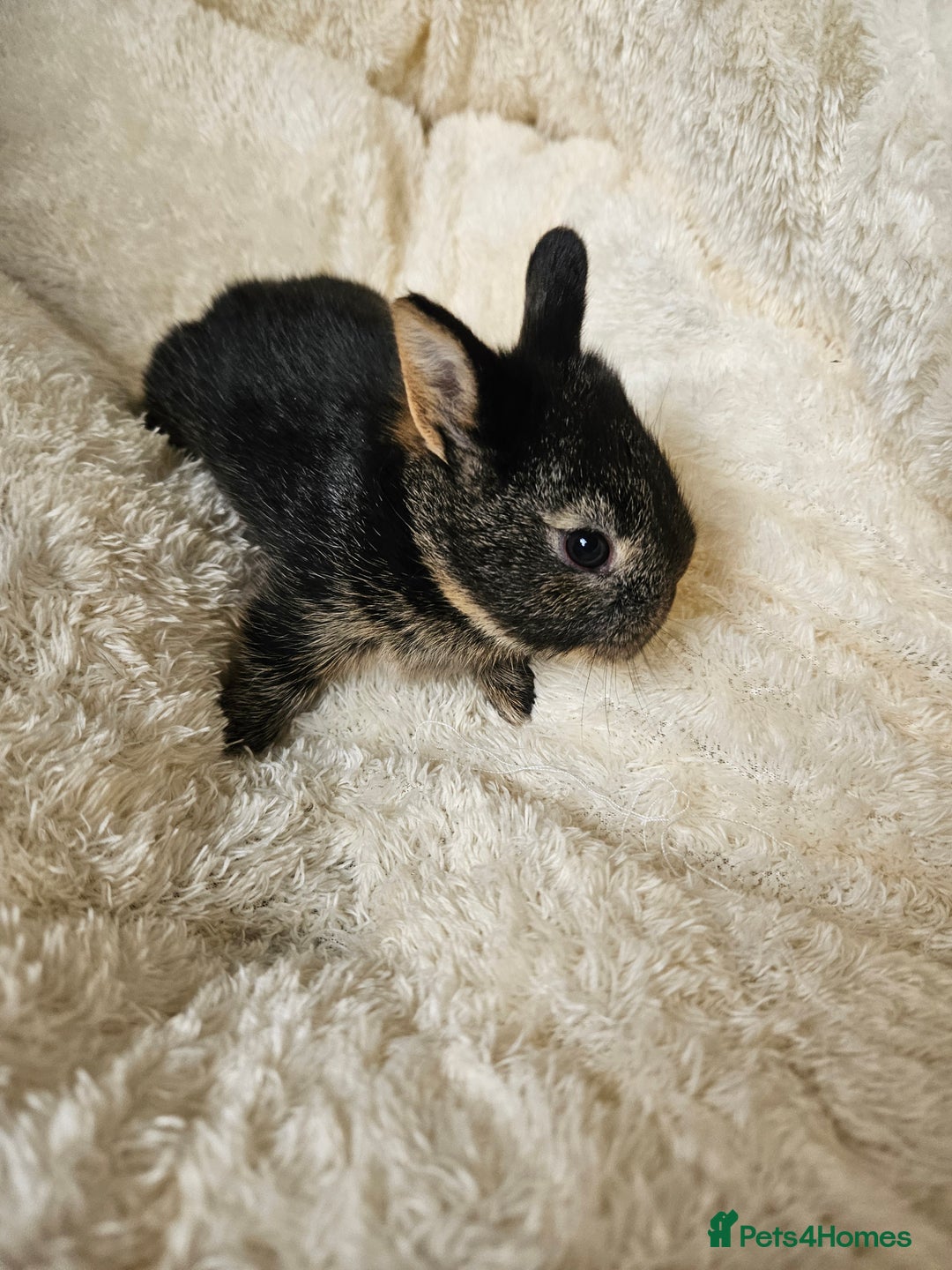 Netherland Dwarf rabbits for sale: Netherland Dwarf bunnies - Image 26