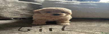 Toy Poodle Puppy 5