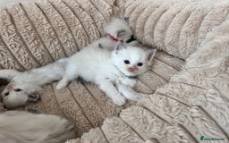 Ragdoll cats for sale: Ragdoll kittens - Image 10