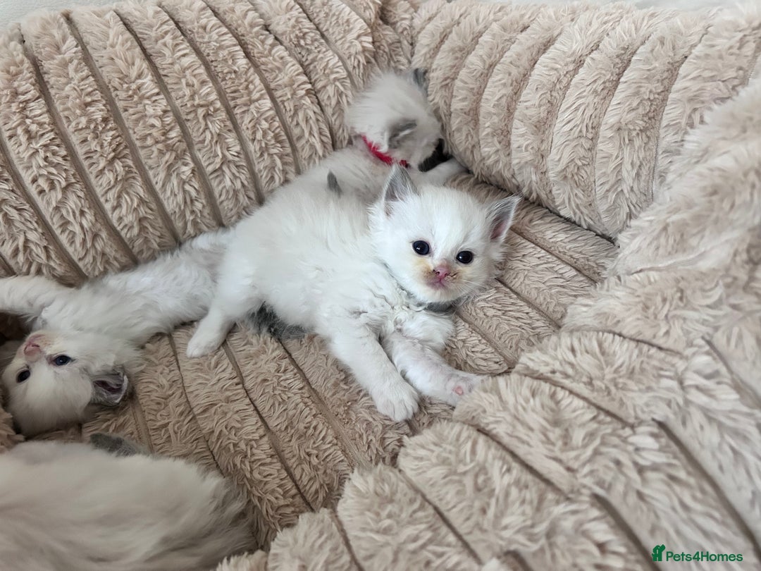 Ragdoll cats for sale: Ragdoll kittens - Image 10