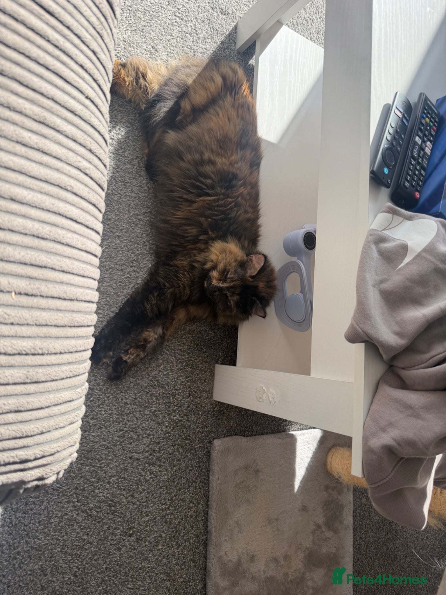 Mixed Breed cats Halinka - Advert 1