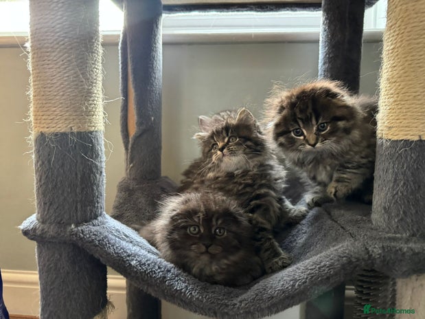 Mixed Breed cats - Advert 3