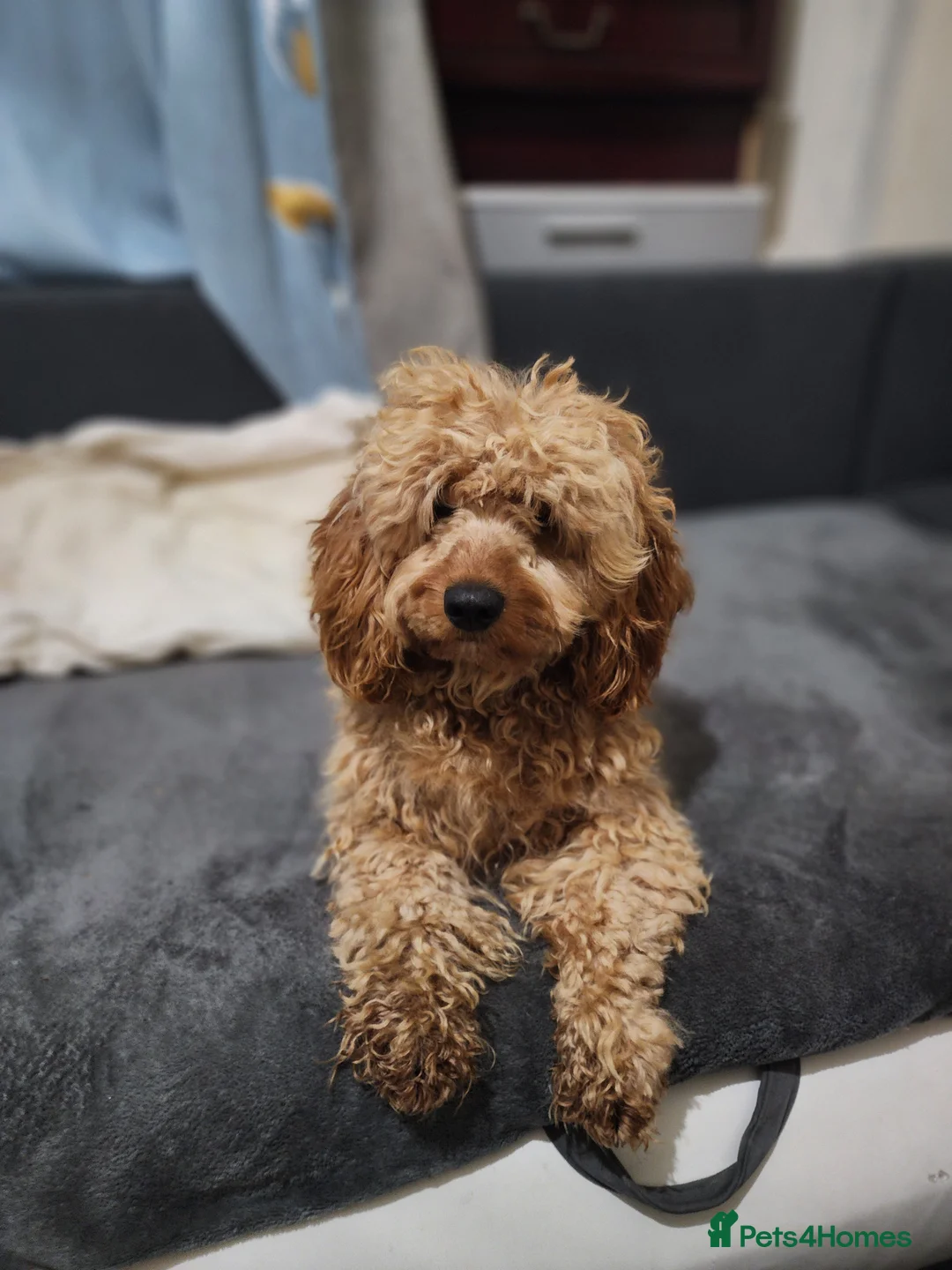 Cockapoo dogs for sale: Male  - Advert 1
