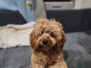 Cockapoo dogs Male - Advert 1