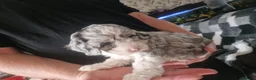 Mixed Breed dogs for sale: 9 week Cockerpoo x Cavapoo puppies Ready to go. - Advert 22