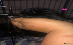 Mixed Breed cats for sale: 7 beautiful Kittens Looking for Forever homes - Image 4