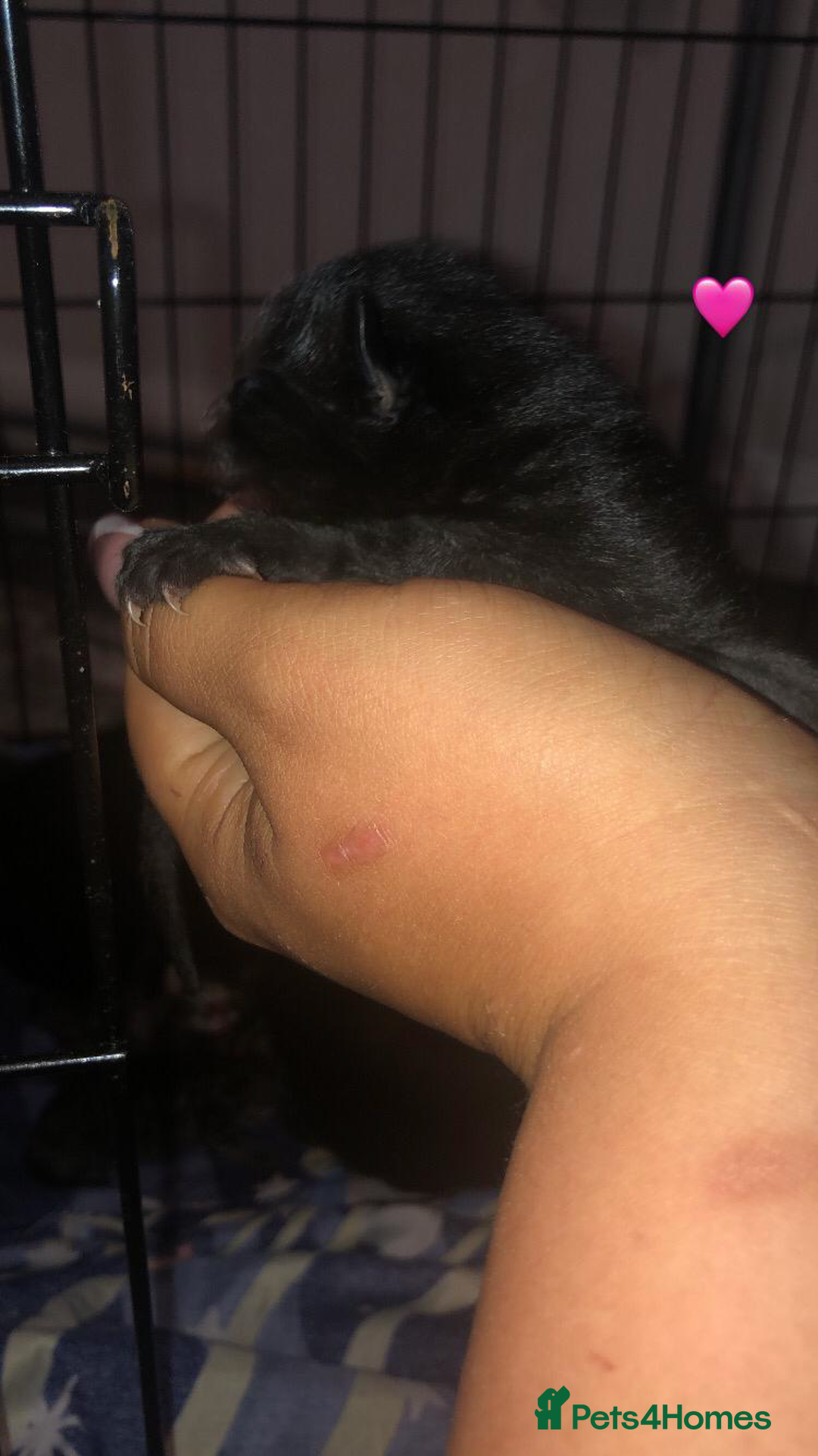 Mixed Breed cats for sale: 7 beautiful Kittens Looking for Forever homes - Image 4