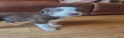 Border Collie dogs for sale: Red and white Tri colour puppies - Advert 7