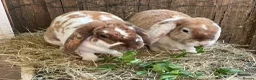 Mini Lop rabbits for sale: Beautiful Plush Lop Females - Advert 1