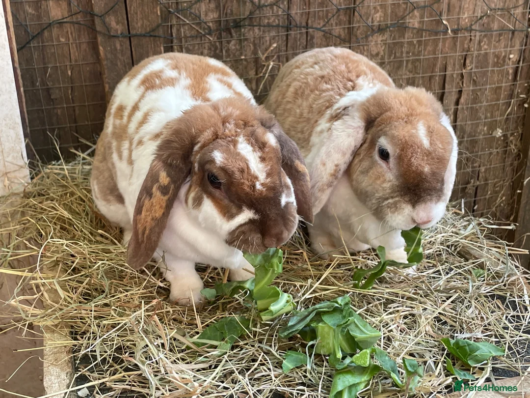 Mini Lop rabbits for sale: Beautiful Plush Lop Females - Advert 1