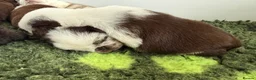 Pug dogs for sale: Kc lilac and choc pugs - 5 star licenced breeder - Advert 13
