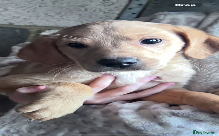 Labrador Retriever dogs Labradors kc reg   READY TO LEAVE TODAY  - Advert 5