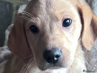 Labrador Retriever dogs Labradors kc reg READY TO LEAVE TODAY - Advert 4