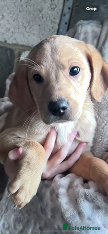 Labrador Retriever dogs Labradors kc reg READY TO LEAVE TODAY - Advert 5