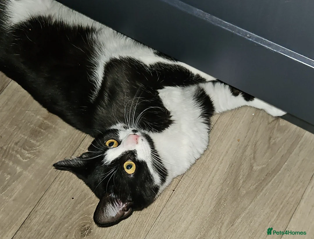 Mixed Breed cats for sale: Two male cats - Advert 5